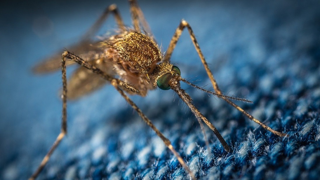Quelle est l’utilité des moustiques ?
