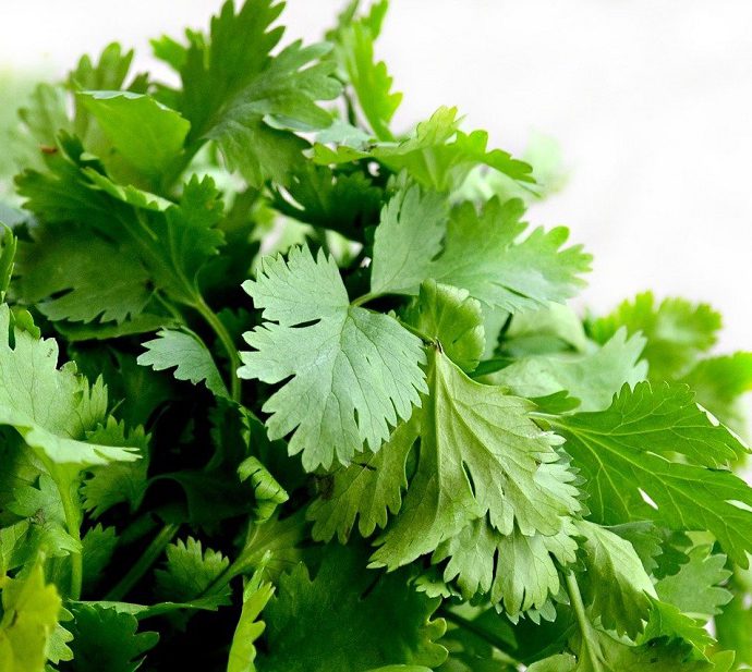 Technique culinaire : 2 façons de ciseler de la coriandre