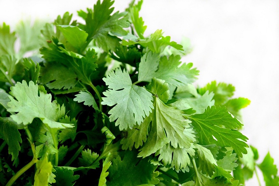 Technique culinaire : 2 façons de ciseler de la coriandre