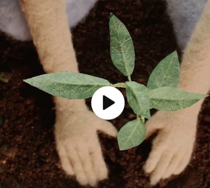 L’art et la manière de planter des arbres