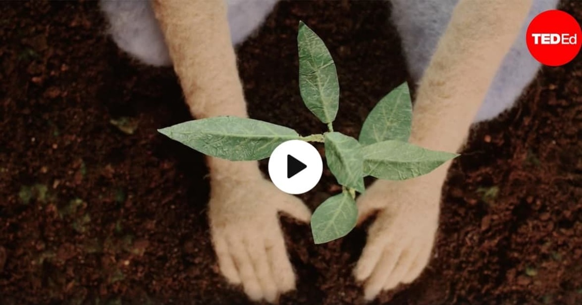 L’art et la manière de planter des arbres